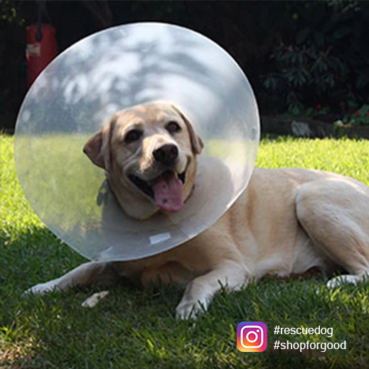 The “Cone of Shame” - A Guide to E-Collars
